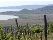 Maďarsko - Balaton - vinice nad jezerem