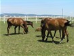Wellness víkendy - Maďarsko, Villány, koně ve výběhu