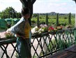 Maďarsko, Villány, vinice