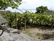 Prodloužený víkend - Maďarsko -  Balaton - vinice nad jezerem