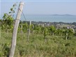 Prodloužený víkend - Maďarsko - Balaton - vinice nad jezerem slibují bohatou úrodu a ještě lepší víno z ní