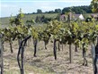 Pobyt v lázních s výlety - Maďarsko - Tokaj - vinice v okolí městečka na vulkanickém podloží