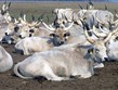 Maďarsko - NP Hortobágy, bílý rohatý skot, endemický pro oblast pusty